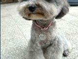 Silver Toy Poodle Yavrular