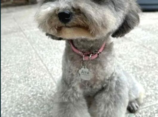 Silver Toy Poodle Yavrular görsel
