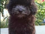 Silver Toy Poodle Yavrular