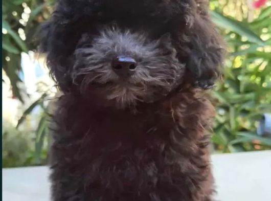 Silver Toy Poodle Yavrular görsel