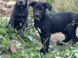 Dev Cane Corso Yavrular