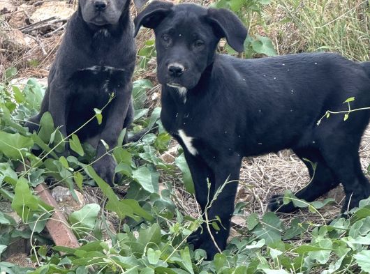 Dev Cane Corso Yavrular görsel