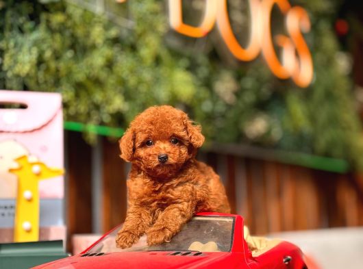 Kore Ve Toy Poodle Türkiye Güzelleri görsel