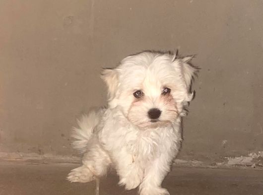 Kar Beyaz Maltese Yavrular Mevcut görsel
