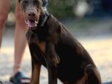 Doberman Di̇şi̇-Erkek Yavrular