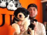 A Kalite Border Collie Yavrularımız Sizi Bekliyor