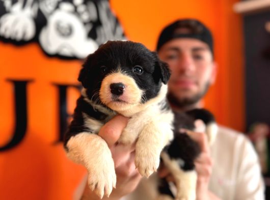 A Kalite Border Collie Yavrularımız Sizi Bekliyor görsel