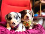 A Kalite Border Collie Yavrularımız Sizi Bekliyor
