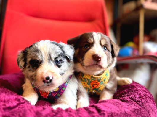 A Kalite Border Collie Yavrularımız Sizi Bekliyor görsel