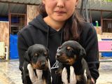 Doberman Yavurlamiz