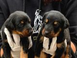Doberman Yavurlamiz