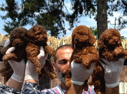 Kore Red Toy Poodle Yavrularımız görsel