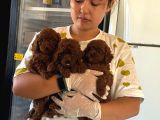 Kore Red Toy Poodle Yavrularımız