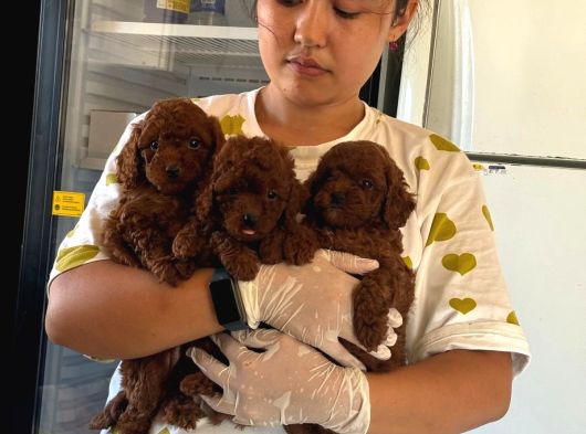 Kore Red Toy Poodle Yavrularımız görsel