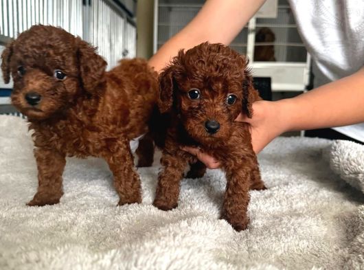 Kore Red Toy Poodle Yavrularımız