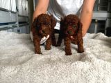 Kore Red Toy Poodle Yavrularımız