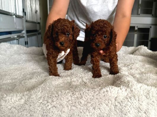 Kore Red Toy Poodle Yavrularımız görsel