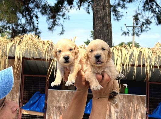 Golden Retriever Yavurlarniz görsel