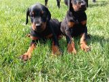 Doberman yavurlamiz