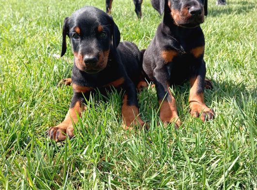 Doberman Yavurlamiz