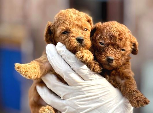 Toy Poodl Yavurlamiz görsel