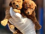 Toy Poodl Yavurlamiz