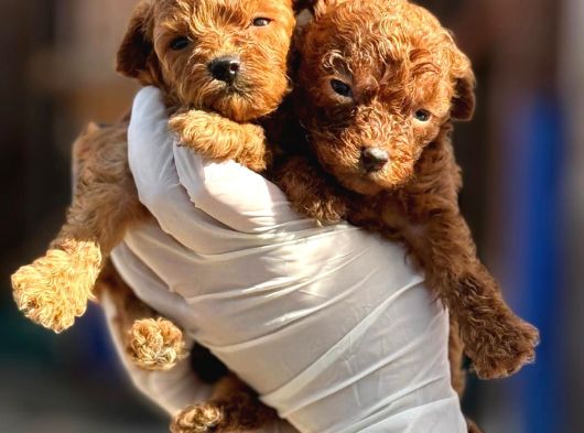 Toy Poodl Yavurlamiz görsel