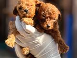 Toy Poodl Yavurlamiz