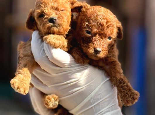 Toy Poodl Yavurlamiz görsel