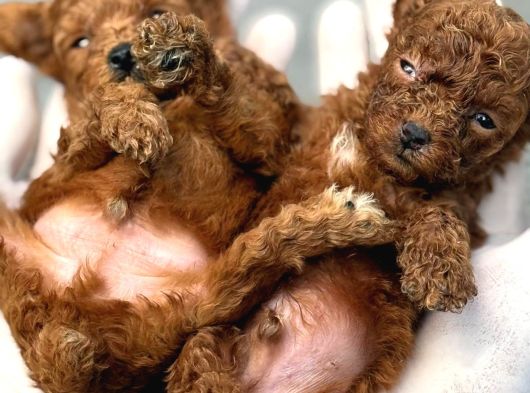 Toy Poodl Yavurlamiz görsel