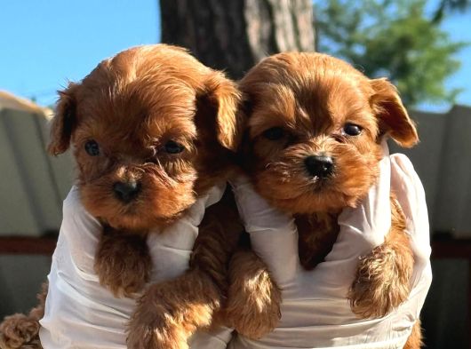 Maltipoo Yavurlamiz görsel