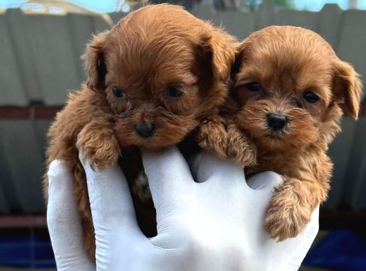 Maltipoo Yavurlamiz