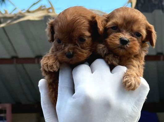 Maltipoo Yavurlamiz görsel