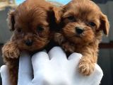 Maltipoo Yavurlamiz