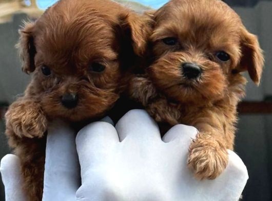 Maltipoo Yavurlamiz görsel
