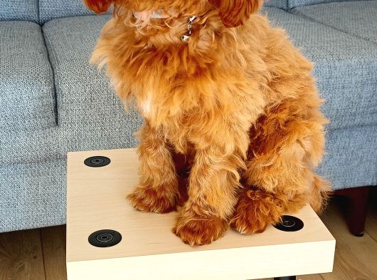 Maltipoo Yavru görsel