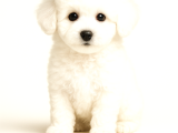 Teacup Toy Poodle - En Küçük Ve Sevimli Form
