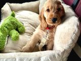 GELİP CANLI GÖREBİLECEĞİNİZ MÜKEMMEL COCKER BEBEKLER