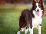 Border Collie Yavruları Istanbul