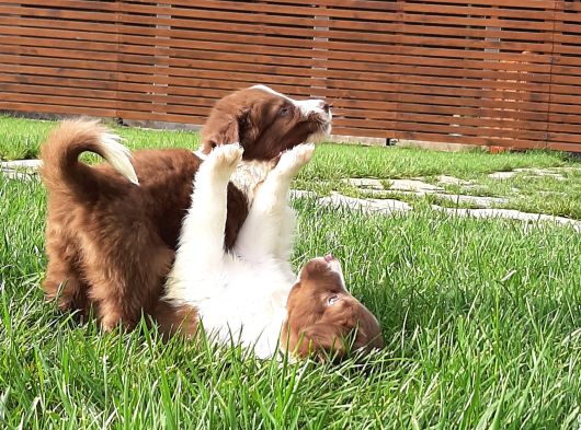 Border Collie Yavruları Istanbul görsel