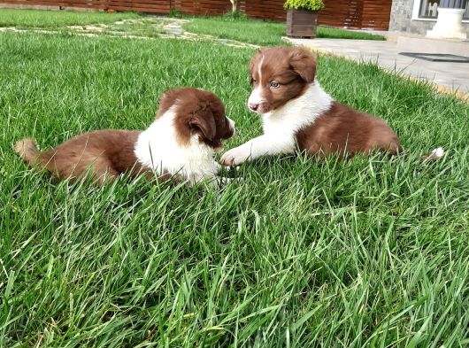 Border Collie Yavruları Istanbul görsel