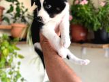 Bordercollie En Zeki Köpek Irkı