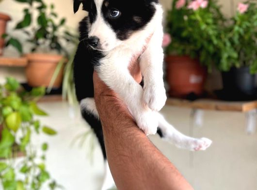 Bordercollie En Zeki Köpek Irkı görsel