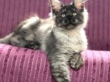 Ayşe Arık Cattery