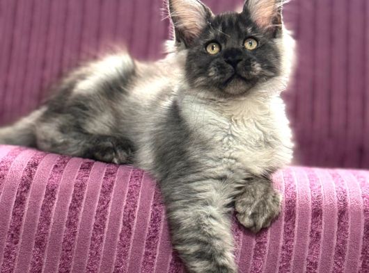 Ayşe Arık Cattery görsel