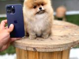 Ayı Surat Garantili Show Class Pomeranian Boo Yavrular