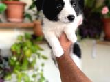 Bordercollie En Zeki Köpek Irkı
