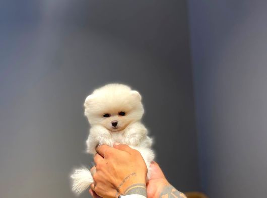 Ayı Surat Garantili Show Class Pomeranian Boo Yavrular görsel