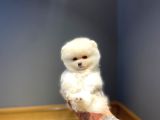 Ayı Surat Garantili Show Class Pomeranian Boo Yavrular