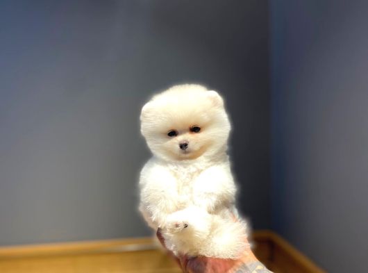 Ayı Surat Garantili Show Class Pomeranian Boo Yavrular görsel